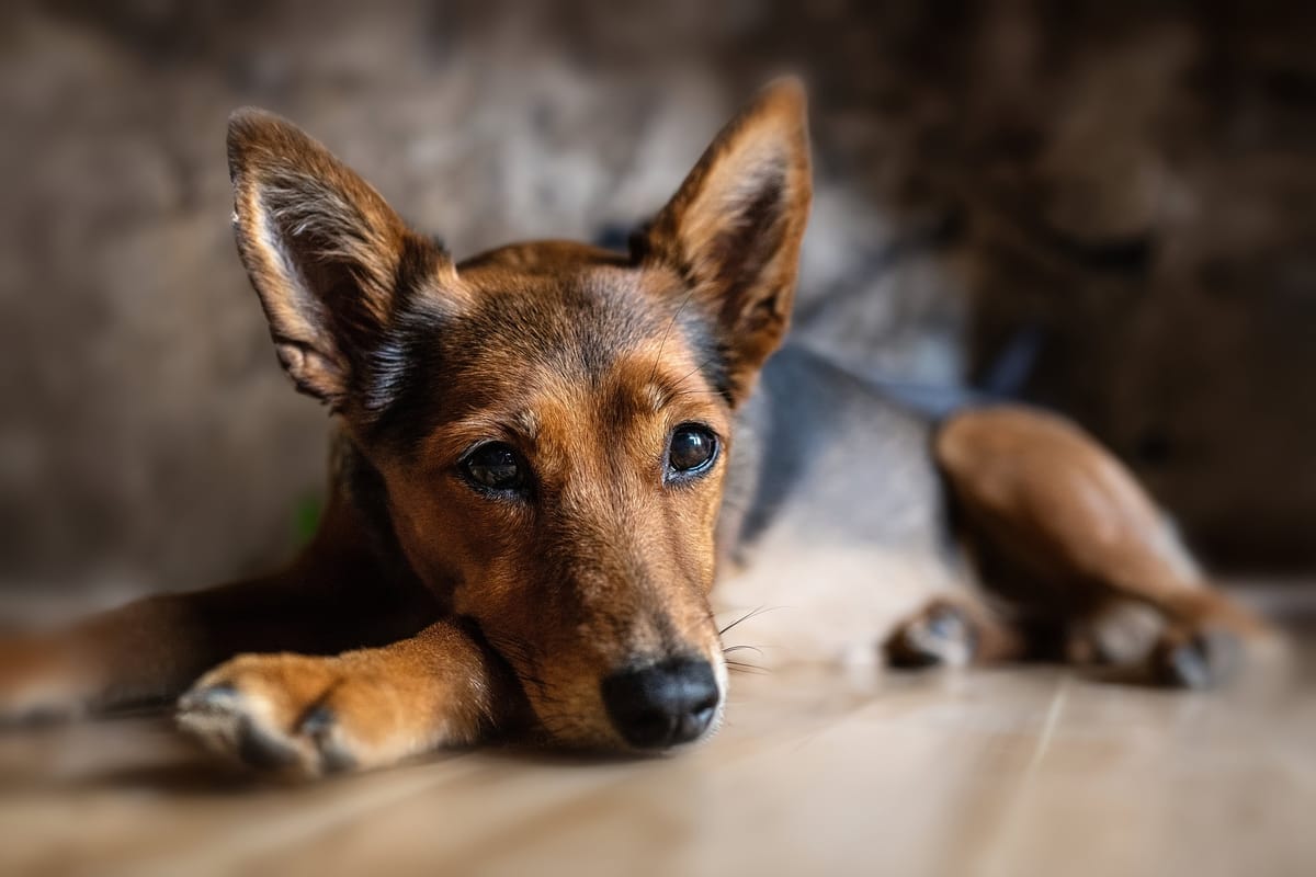 Hat Dein Hund das Zeug dazu, in der modernen Welt zu bestehen? Finde heraus, wie viele Punkte Dein Hund erfüllt!