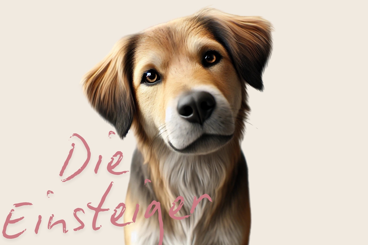 Die Einsteiger: Der sanfte Start ins Hundetraining